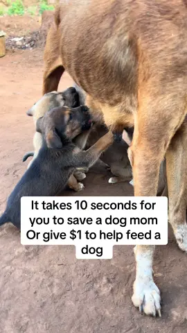 Can you help me feed my rescued dogs 🙏🏻🙏🏻❤️ Donation link in our bio Even $1 can help feed a dog