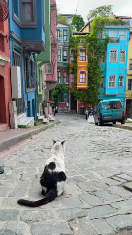Cat Istanbul 