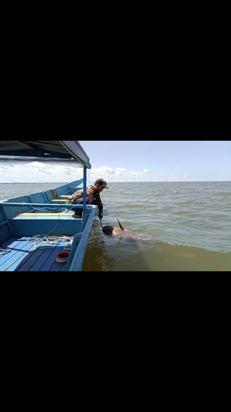 sudah 2pekan baru naikan monster kerapu gays