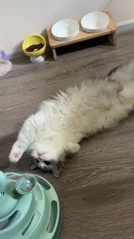 อยู่ไหน หาไม่เจอ!!🦦 #scottish #catsoftiktok 
