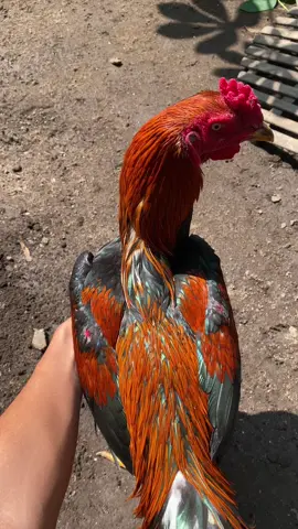 surann oke tarung yo okee  #fyp #jagonemasyarakat #wiringkuning #pecintaayam 