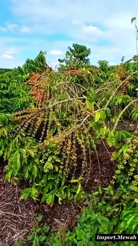 Rahasia pupuk untuk menghasilkan tanaman kopi berbuah lebat dan berkualitas hasil panen meningkat dua kali lipat, dengan dasshu Z1000 dari jepang #dasshuz1000 #pupukorganik #PanenMelimpah #fyp #perkebunankopi 