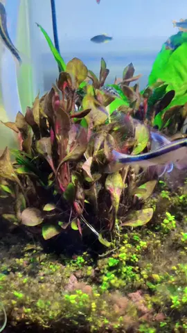 Ikan Hiu Air Tawar #flayingfox #fyp #aquarium #aquascape #rasboragalaxy #minipuffer 