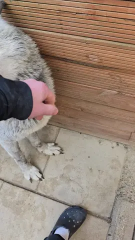 Think Jet trying to tell me something, wake Sully up 🤍🖤🐾🐺  #wolfdog #wolf #Love #fyp #explore #animals 
