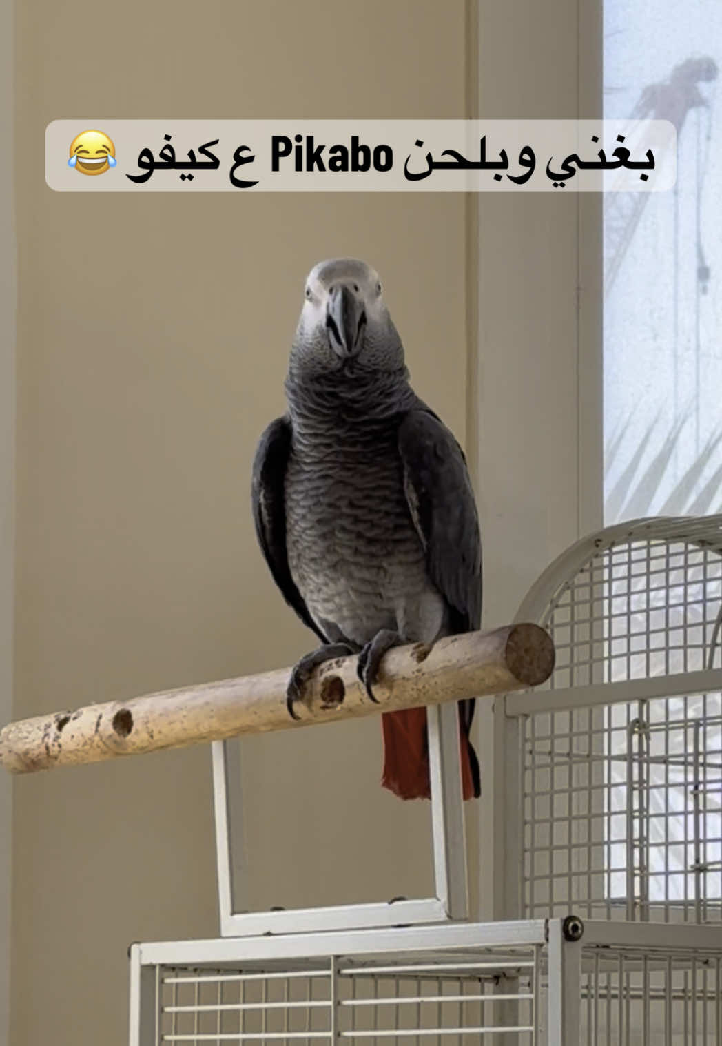 الببغاء زورو بألف وبلحن وبغني بيكابو  ع كيفو  #zoro #zoroo #greyparrot #parrot #pikaboo #pikabu #pikabo #بيكابو #ببغاء_يتكلم #ببغاء #بغباء #ببغاء_مضحك #ببغاء_يرقص #ببغاءذكي💕 