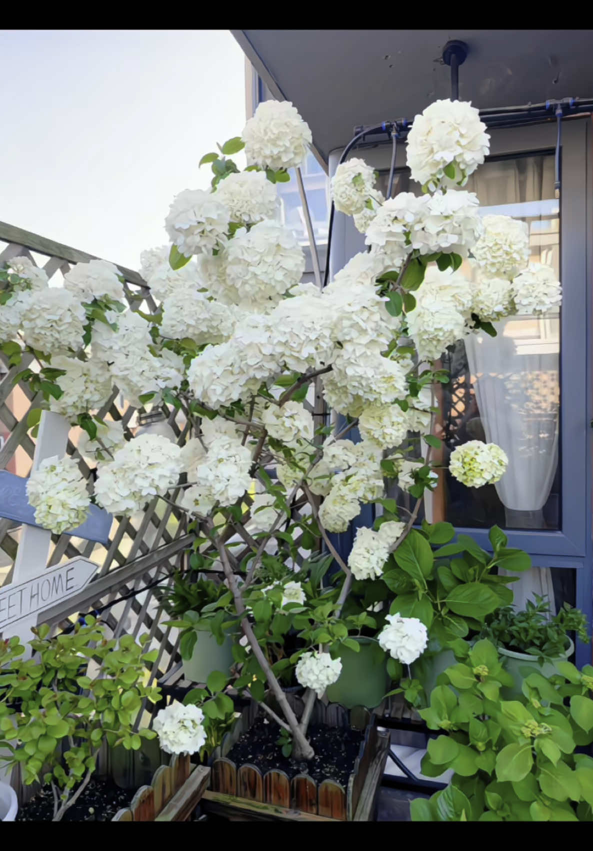 Hoa cẩm tú cầu thân gỗ🌸🌸 loại này mỗi lần cho ra hoa là ta nói kín bông. Cùng 1 cây mà đc ngắm 2 màu hoa lúc nhỏ thì xanh lá già đi thì màu trắng. Thích mê😍😍 #hoadep #hoacaycanh #hoasanvuondep #camtucauthango 