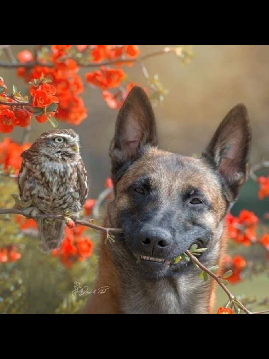 #angellogra2 #trujilloperu #noalmaltratoanimal #noticiasperu #noticiastiktok #dog esta dedicado a esa personita en especial que maltrato a un angelito pronto el karma le llegara en forma que ni te imaginas solo esperalo con ansias. 