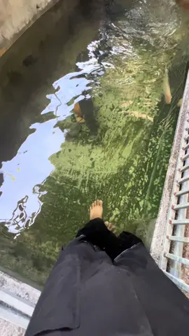 So great🥰 #cacanh #casanmoi #casauhoatien #chill #xuhuong #fyp 