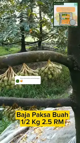 Membalas @petanibangga ada masalah pokok x berbuah,cuba baja ni, insyaallah akan berbuah #bajapaksabuah #bajabuahgemuk #bajabuahlebat #fyp 