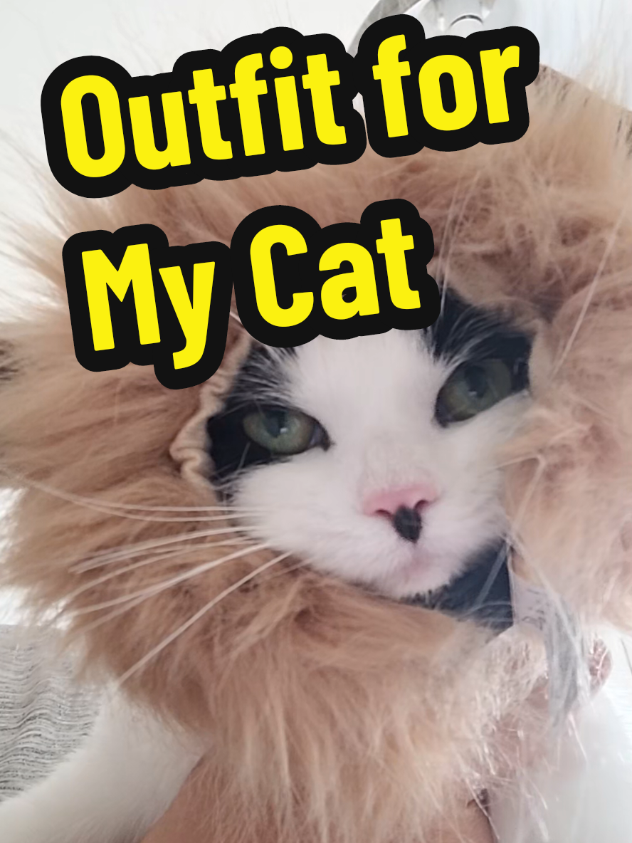 Outfit for My Cat: 10/10 for Style, 0/10 for Mood  #foryou #fyp #foryoupage #cat #kitten #pet #pets 
