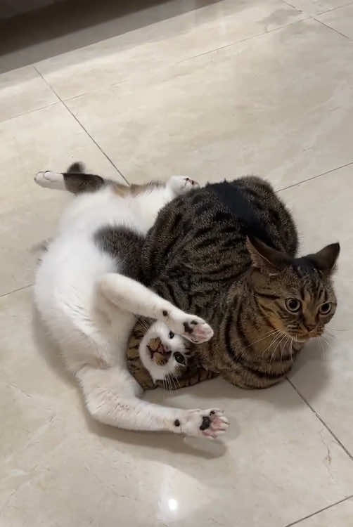 Most exciting knockout of the year🤣🤣#funnycat #pet #fyp #funnyvideos #catsoftiktok #cute #kitten #cat #funny #foyou #WWE 