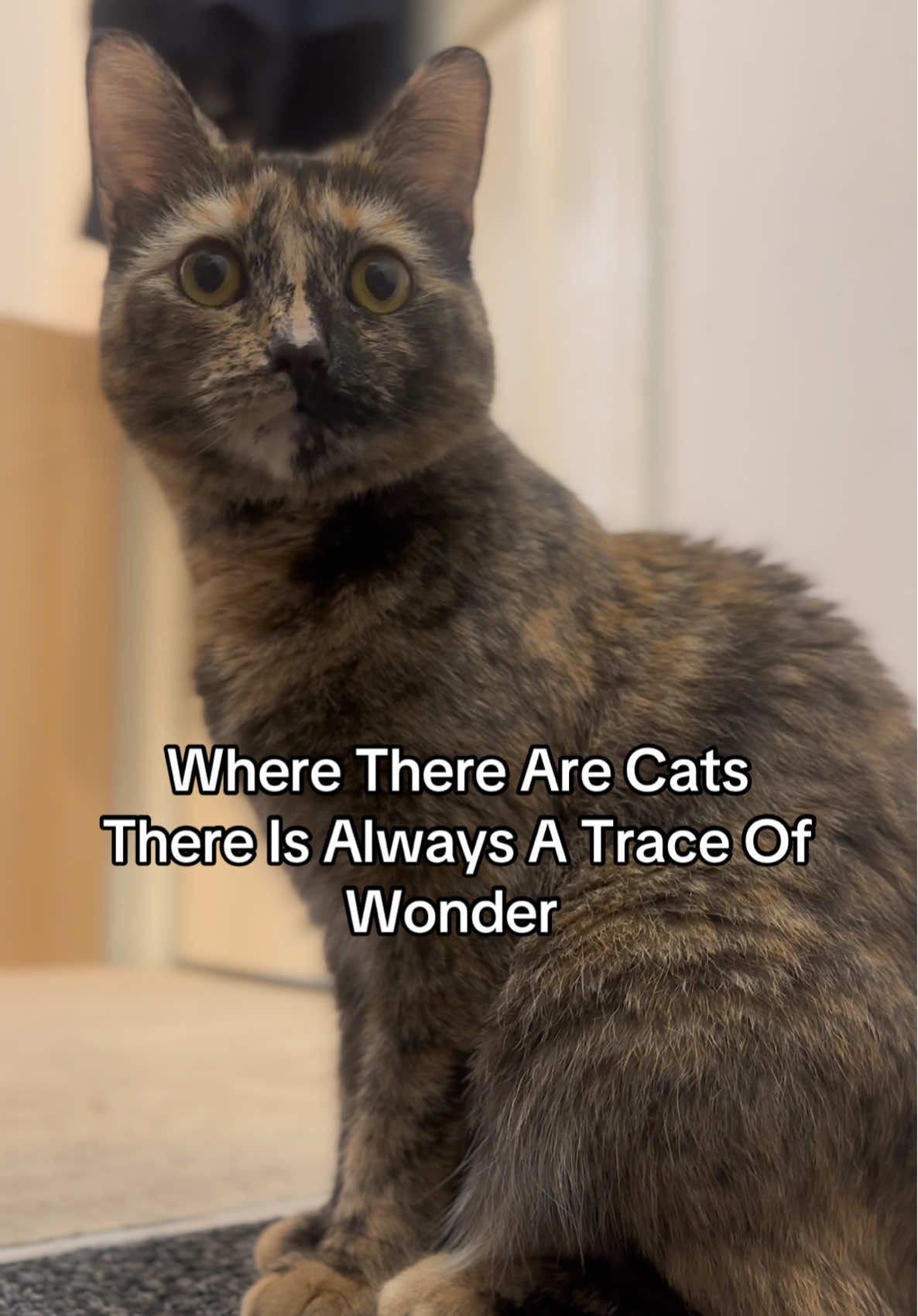 Always A Trace Of Wonder ✨😸 ~ Ivy ~  #catsoftiktok #cattok #catlover #PetsOfTikTok #familycat #catpost #fyp #cutecat #cat #catsontiktok #kitty 