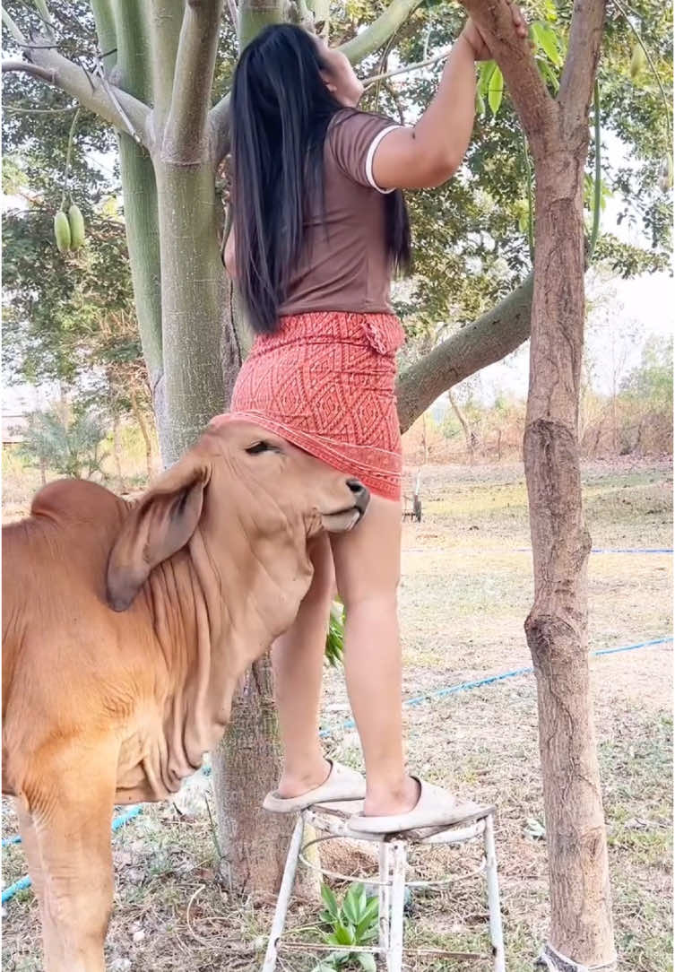 Video lucu bikin ngakak #TikTokAwardsID #creatorsearchinsights #viraltiktok #funnyvideos #