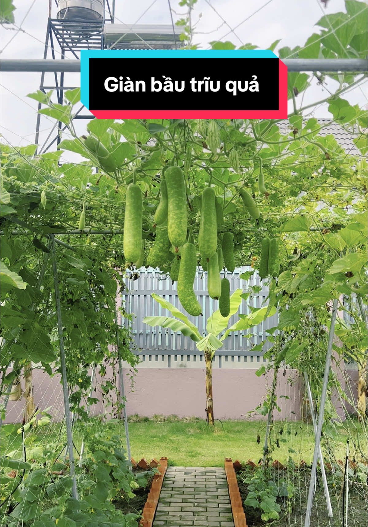 Giàn bầu sai trĩu quả chồng ơi #trongcay #vuonrau #nhadepbinhchanh #xuhuong  @Quyết Dung family  @Quyết Dung family 