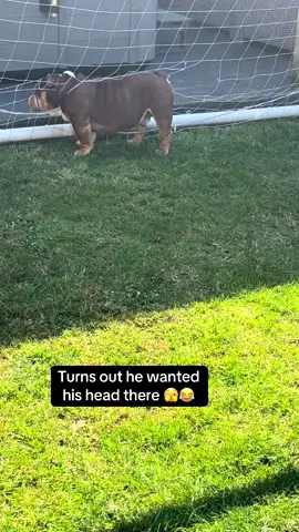Netting season has begun 🫣😂#gary #garythebulldog2 #garythebulldog #bulldog #bullsoftiktok #bulldogs #englishbulldog #gaz #net #goal #naughtydog #