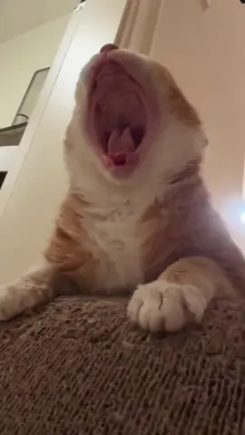 Cats can go crazy anytime,anywhere #pet #funnyvideo #funnymoments #usa🇺🇸 #catsoftiktok #cat #catlover #funnycatsoftiktok 