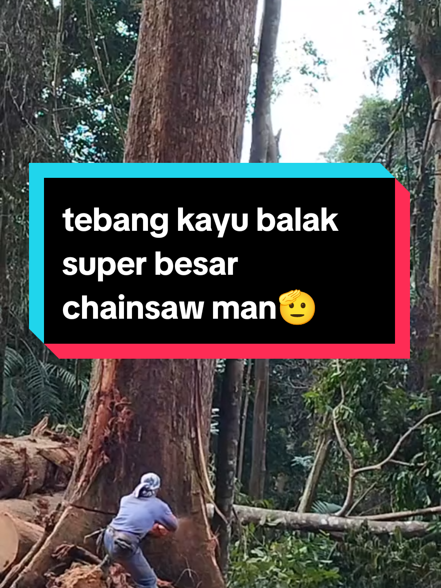 tebang kayu balak super besar #drivermuda #timbertruck #tkimalaysia #fypage #kktimber #CapCut  #fyppppppppppppppppppppppp 