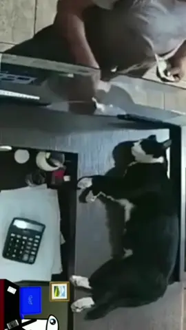 Cat’s first day at work.#usaus #kitten #cat #funny #catsoftiktok #petlover #funnyvideos #foryou #cutebaby 
