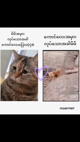 ချစ်လို့‌‌ ခွေးလို‌ကိုက်မိတာပါ😁🤣 #fyp #foryou #ရောက်ချင်တဲ့နေရာရောက်👌 