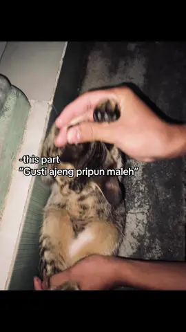 #fyp #foryou #kucinglucu #wo 
