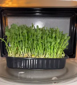 Microwave VS Micro greens 🥬 🪴🌿🥹What's next? #micro #greens #grass #peas #vason 