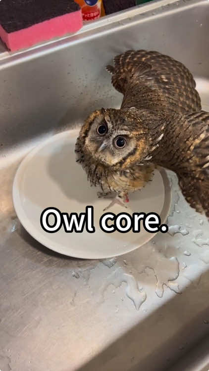 Owl core😂🤣#owl #owlhouse #owls #owlsoftiktok #owllove #parrot 