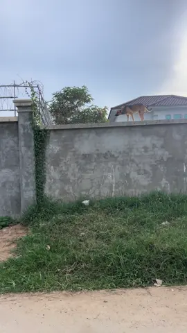 បើខ្លាំងឡើងមក🤪🤪