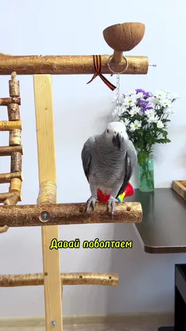 Поболтали 🥰🪶 #жакомия #говорящийпопугай #жако #врек #жакоговорит #africangrey #попугайжако #попугайговорит #умныйпопугай 