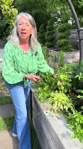 Make sure you prune back your basil so it will remain nice and bushy! #basil #gardencoaching 