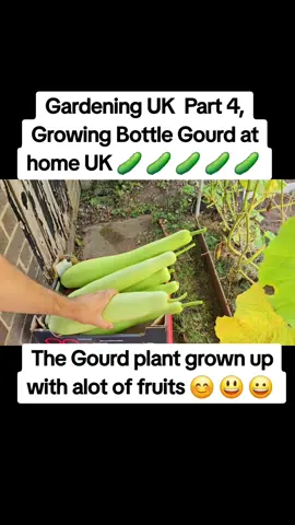 Gardening UK Part 4, growing Bottle Gourd at home UK and has grown up with alot of fruits #lauki #bottlegourd #agriculture 