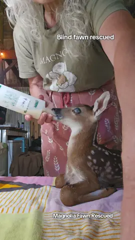 Fawn was found in the road, and I think his blindness may be due to head trauma. I think he may have been hit by a car because he had a small amount of blood on his mouth. His eyes are blue and bulging a bit, which may be treatable with meds. He is the one of five fawns taken into Magnolia Fawn Rescue yesterday. Unfortunatly, the twins in the last video passed. If I could have gotten them earlier in the day when they first started crying, they m9st likely could have been saved. That just breaks my heart and is so frustrating. But the public do not know the signs that a fawn is in danger, that is one reason I SHARE their stories, hoping to spread the word. A constant crying fawn is starving and has been orphaned. Please call a rehabber right away. Fawn are fragile and can die quickly. There are many signs that a fawn is orphaned, crying, flies, dry nose, curled ears, legs sprawled out, etc. Donations are so very appreciated and needed,  thank you. Paypal.me/magnoliafawnrescue Venmo: @magnoliafawnrescue  Mail: Magnolia Fawn Rescue          1066 Hayes Drive         Gray Court, S.C. 29645 #fawn #babydeer #animalrescue #fyp #foryou