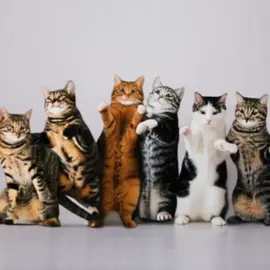 We're family 😹  #trendingvideo #viraltiktok #catsoftiktok #cat #meowentertainment #foryou #ai 