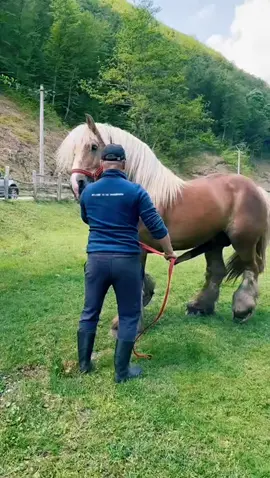 PABLO 🤎  Maximă adrenalină in preajma lui ❤️ Pentru montă 0770238389! 🆘 #fypシ #pentruvoi #armasaridetop #Ardenez #Blond @Caii Ogneniilor @ghitaognean @ognean luciann @Neluțu.gligorea @Rus Darius 