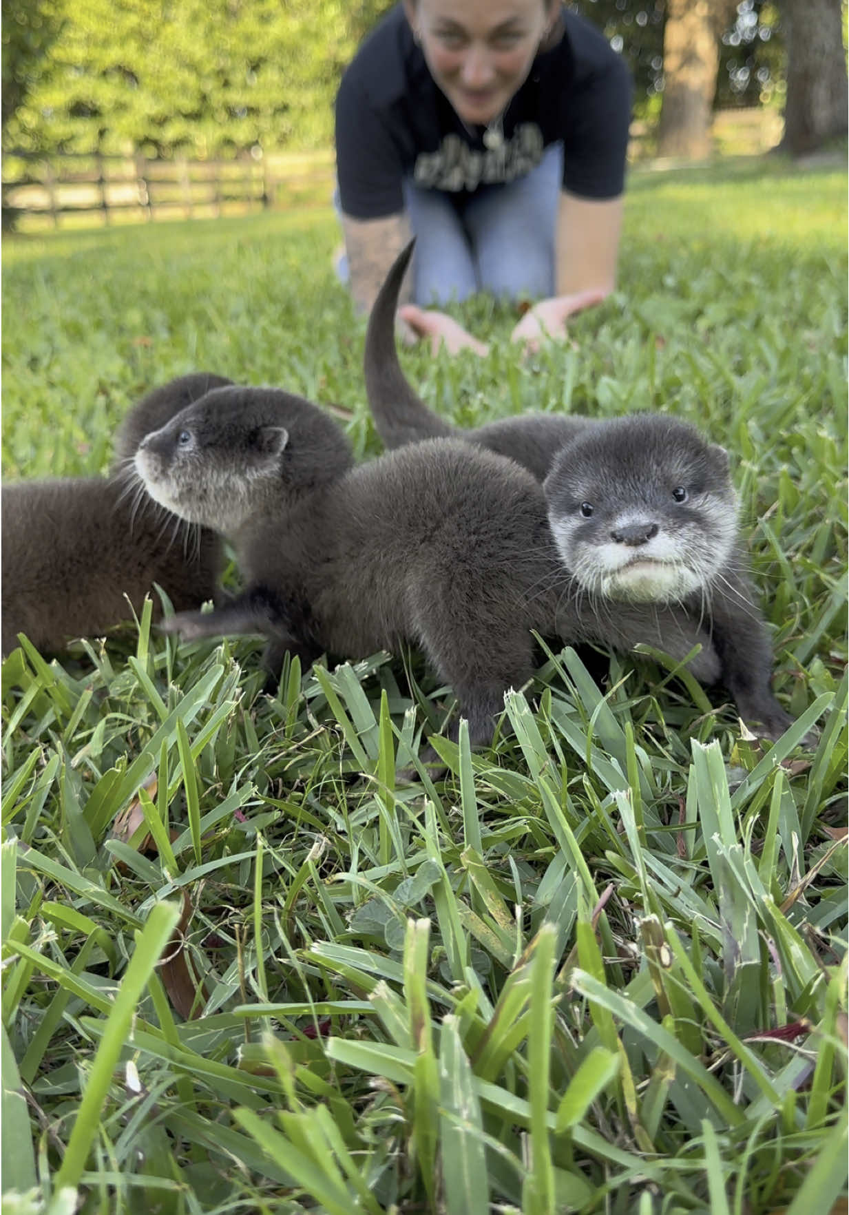 OMG! Who Needs Some Cuteness In Their Lives?? Come Visit! Book Now at AnimalEDventures.com #ForYouPage #ForYou #Fyp 