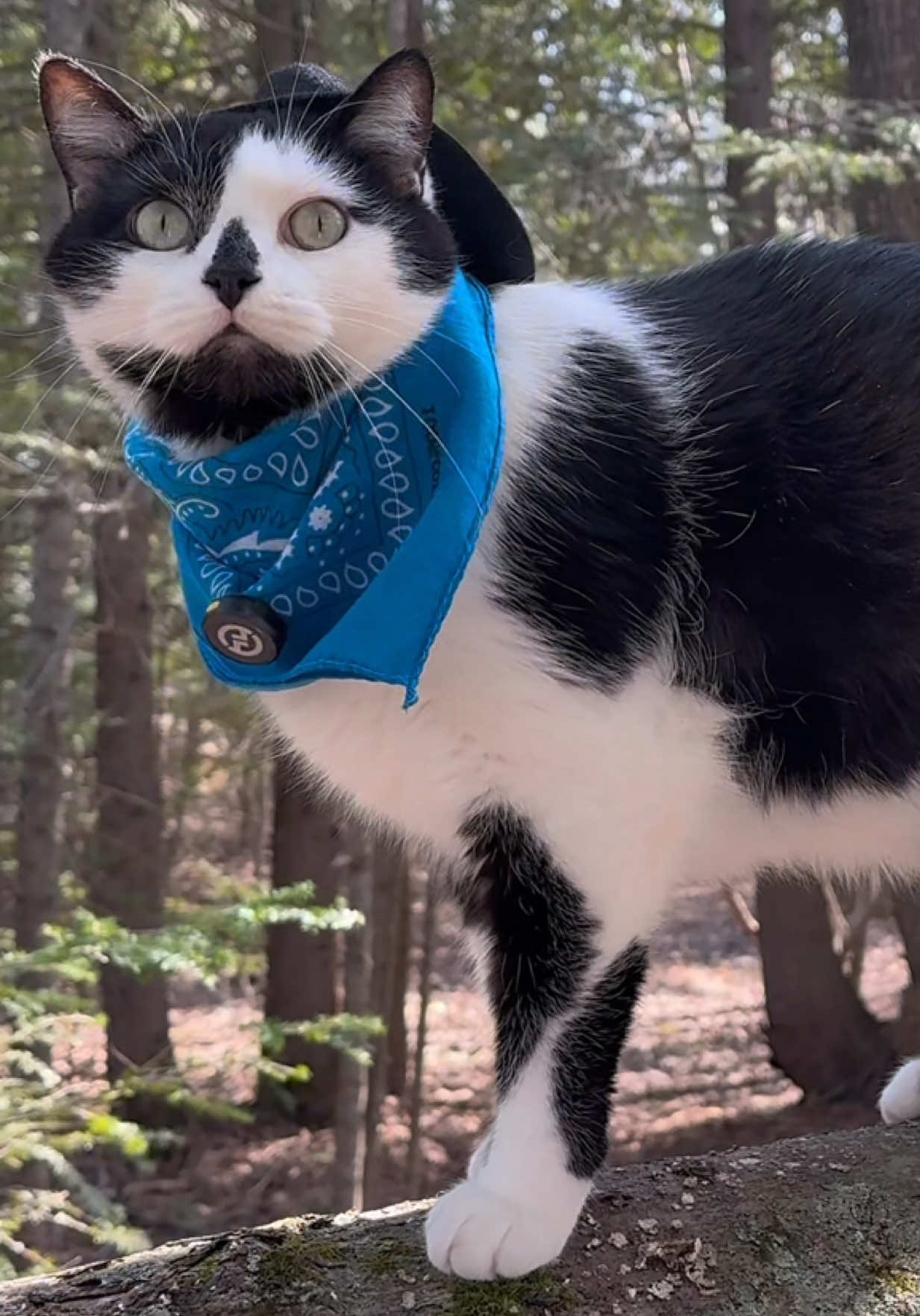 Meowdy purrtners. Jack Spicer did not want to leave the woods because he wasn’t done inspecting birds, but he also was zooming through brush and was going to lose his microphone and hat. At the end the film crew gave him a little ride back through the woods to do some mobile inspections.  If you like Jack Spicer’s kitty cat cowboy content please consider subscribing to his Patreon linked in bio 😊  #cat #cattok #catvideos #funnycat #catwalks #catlover #kittycat #catsoftiktok #catmeow #kitty #cutecat #catwalk #tuxedocat #cats 