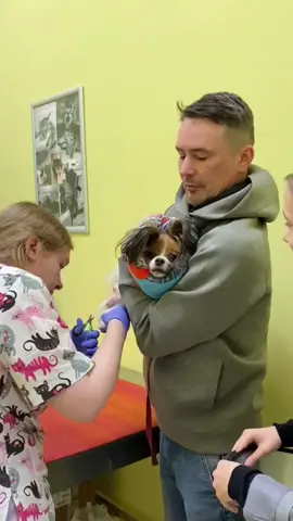 When dogs have their nails trimmed #dog #dogs #funny #funnyvideos #funnytiktok #tiktok #tiktokdog #foryou #funnydog #funnydogs #tiktokdogs #funnyvideo #dosoftiktok #funnydogvideos 