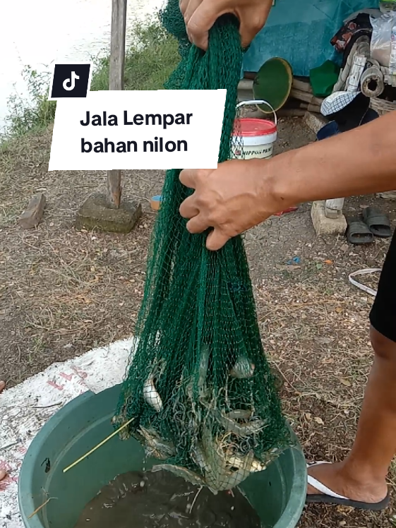 Menjala udang vaname #jalalempar #jalanilon #jalalemparudang #jalalemparikan 