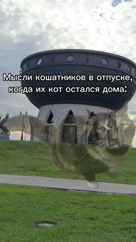 #казань #кошка 