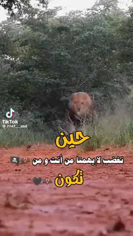 صلحو حتى قلب 