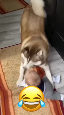 😂😂#funnyvideos #talkingdog #funnyanimals #talkingcat #foryou #dogsoftiktok 