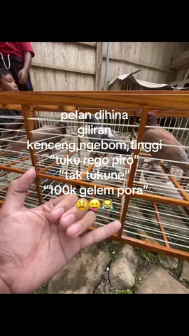 #trend #fypage #merpatiindonesia #merpatikolong #teamatlassemarang #merpatilovers #merpatikolongbebas #merpatikolongindonesia 