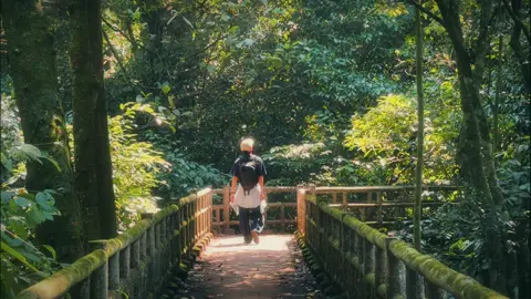 Khung cảnh này giống mấy bộ phim Ghibli mà hồi nhỏ hay xem. #vuonquocgiacucphuong #cucphuong #cucphuongnationalpark #ninhbinh #ninhbinh35 #npthao9x #xuhuong 