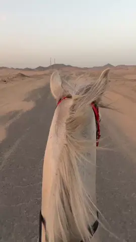 احلا طرب حوافر مع احلا شيله ❤️‍🔥#مشاءالله_تبارك_الله_اذكروالله #الخيل_العربي_الاصيل🐎 #فرسان_الجبل #الشعب_الصيني_ماله_حل😂😂🙋🏻‍♂️ #متعت_حياتي ض
