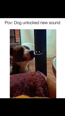 Dogs unlocked new sound compilation #funnydog #funnypet #cutedog #dogsoftiktok #dog 