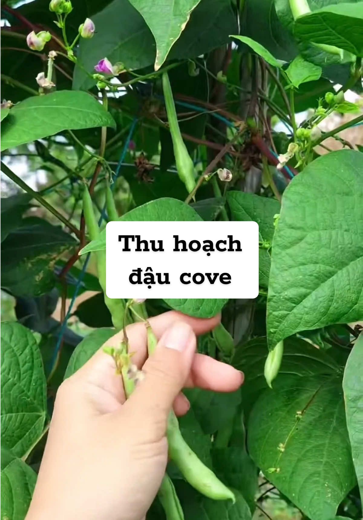 Trồng vài dây đậu cove ra nhiều quả lắm luôn #raucuqua #hatgiongtot #seeds #vegetables #hatgionggnn  #CapCut 