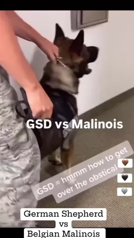 GSD vs. Malinois #gebrauchshund #workingdog #malinois #dsh #gsd #germanshepherd #deutscherschäferhund #belgischerschäferhund #belgianshepherd 