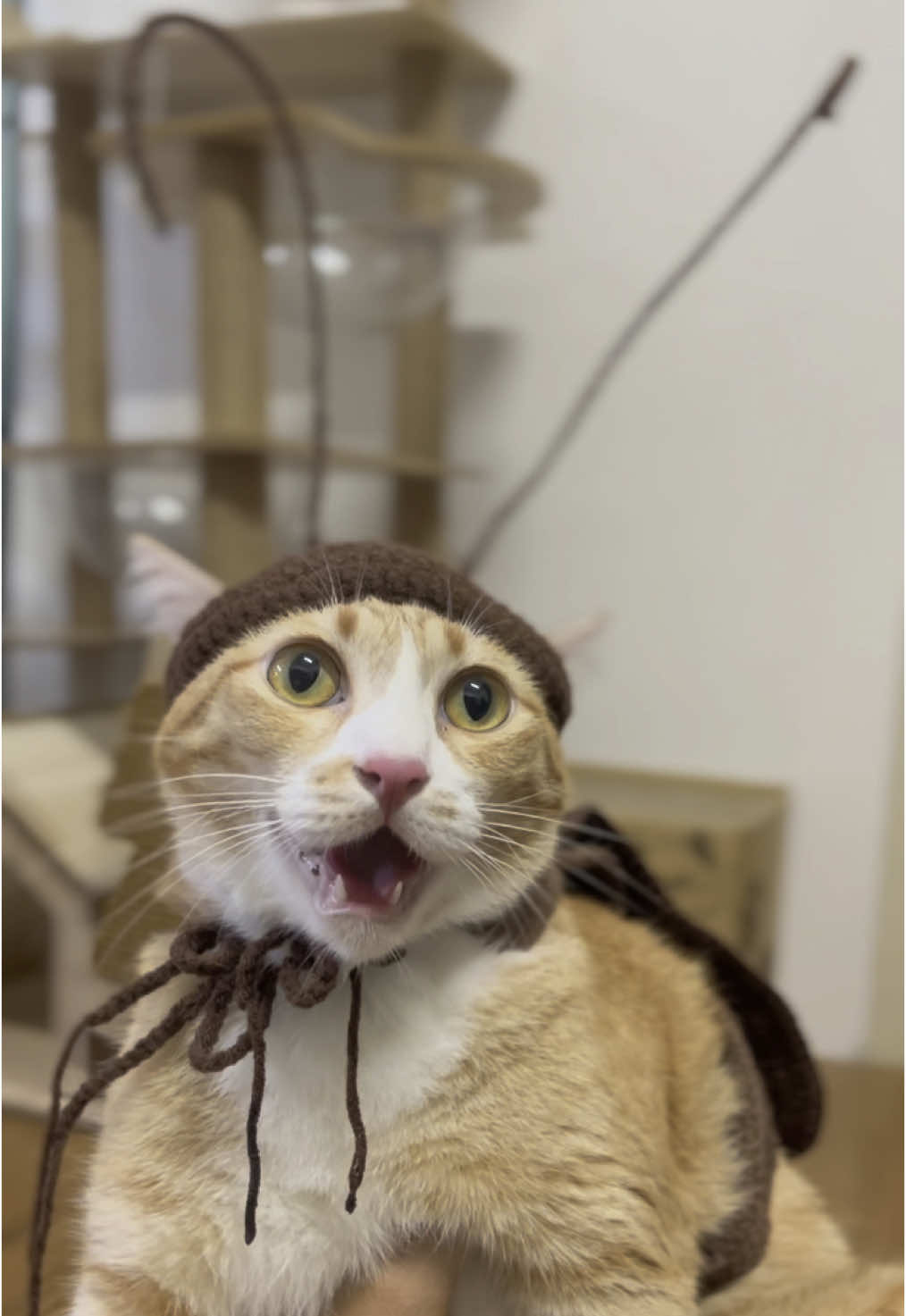 ใครว่าแมงสาปไม่น่ารัก?🪳🪳🪳 #catsoftiktok #catlover #สวนสัตว์tiktok 