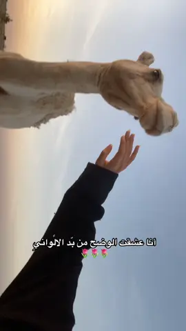 أنا عشقت الوضح من بد الأواني❤️#k #fyp #foryou #اكسبلور #الدوادمي #البل #الحب #مالي_خلق_احط_هاشتاقات 