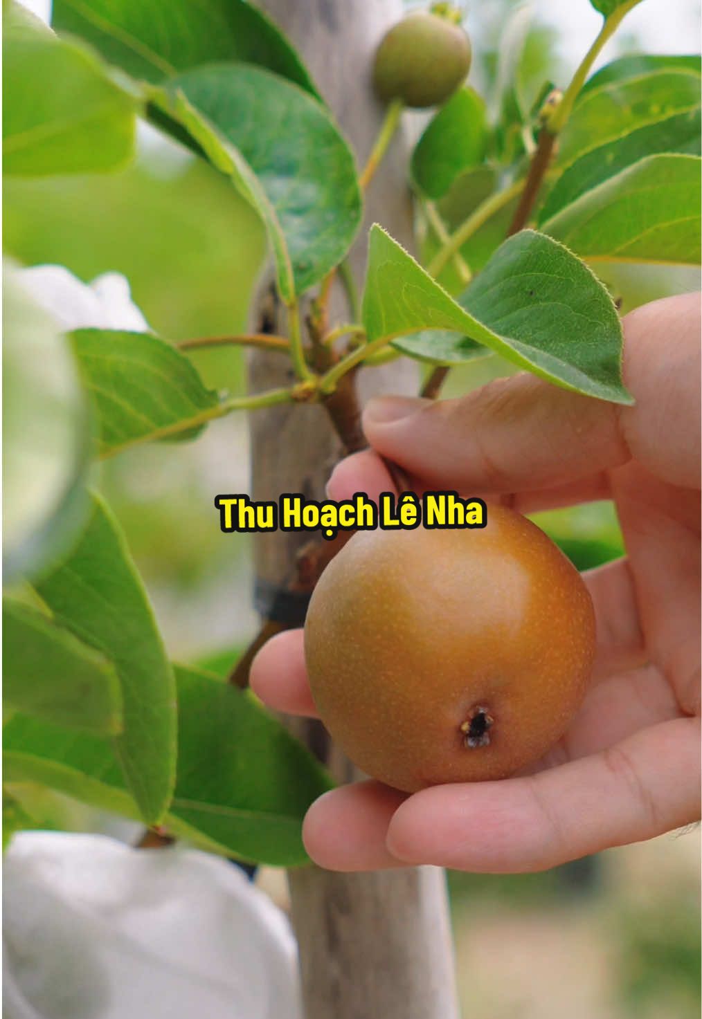 Mukbang Lê Nhà Trồng #hienonha 