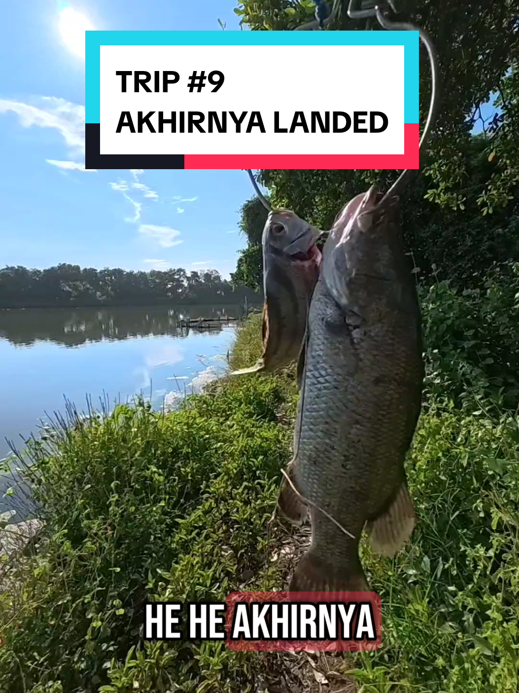 trip mancing #9 masih di tambak yang 9 tahun tidak dikuras, tidak diobat. berakhir indah 😍 #mancing #casting #baramundi #barramundi #cukil #kakapputih 